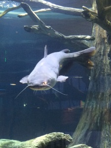 Big Catfish inside aquarium at The Lookout, Pyramid, Memphis